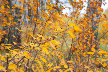 Autumn birch forest. Birch grove with golden autumn leaves, October.