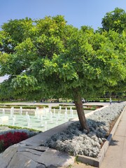 Tiputree (Tipuana tipu) green tree near pond with fountains in public park