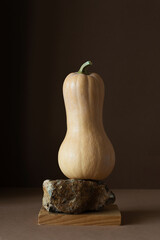 Butternut squash standing on decorative stone on dark brown background. Minimalist composition with...