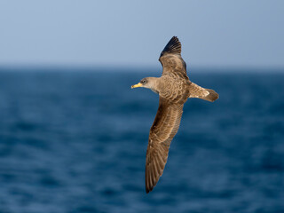 Cory's shearwater, Calonectris borealis