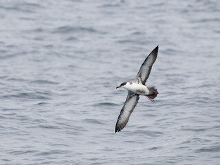 Great shearwater, Puffinus gravis