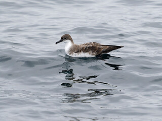 Great shearwater, Puffinus gravis