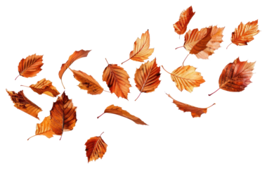 PNG Autumn chestnut leaves flying plant leaf tree.