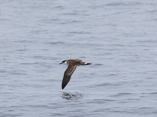 Great shearwater, Puffinus gravis