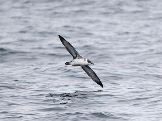Great shearwater, Puffinus gravis