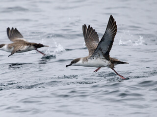 Great shearwater, Puffinus gravis