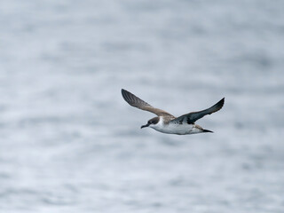 Great shearwater, Puffinus gravis