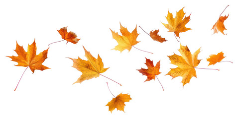 PNG Autumn maple leaves flying bonfire plant flame.