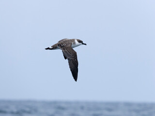 Great shearwater, Puffinus gravis