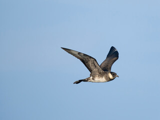 Pomarine skua or jaeger, Stercorarius pomarinus