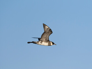 Pomarine skua or jaeger, Stercorarius pomarinus