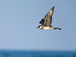 Pomarine skua or jaeger, Stercorarius pomarinus