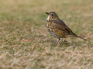 Fototapeta premium Song thrush, Turdus philomelo