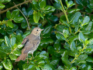 Song thrush, Turdus philomelo
