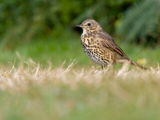 Song thrush, Turdus philomelo