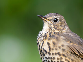 Song thrush, Turdus philomelo