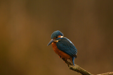 Eisvogel