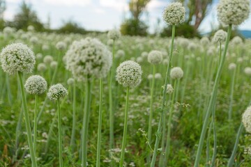 Naklejka premium Green fields with sky and clouds. Aerial view agriculture.
