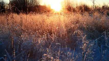 Frost covered thickets of dry grass in winter frosty sunrise. Selective focus and shallow depth of field.