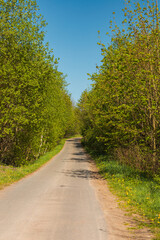 Long asphalt road between bushes and trees in small village in mountains