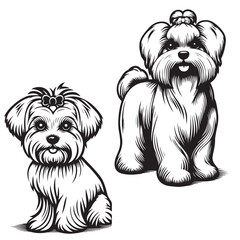 Maltese Dog Silhouettes , Cute Bichon Fris dog portrait vector, Maltese dog breed head vector illustration. Pet portrait in style of hand drawn black doodle, Maltese Beloved Companion Breed