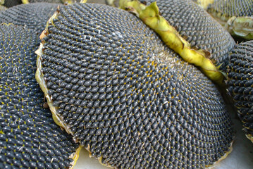 Black sunflower seeds, natural oil production.