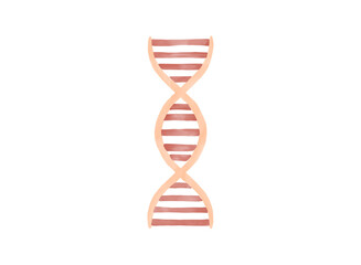 Hand-drawn watercolor illustration of a DNA structure isolated on a white background.