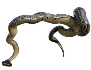 3D rendered illustration of a ball python isolated on a transparent background 