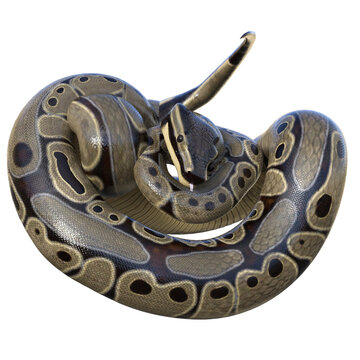 3D rendered illustration of a ball python isolated on a transparent background 