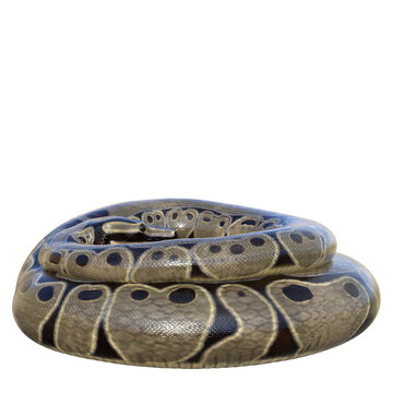 3D rendered illustration of a ball python isolated on a transparent background 