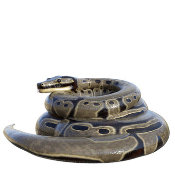 3D rendered illustration of a ball python isolated on a transparent background 