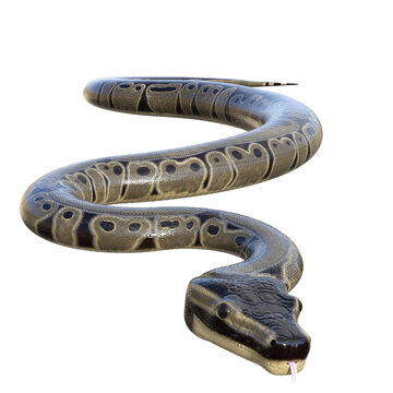 3D rendered illustration of a ball python isolated on a transparent background 