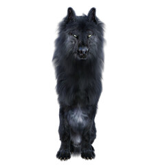 3D rendered illustration of a black wolf isolated on a transparent background. 