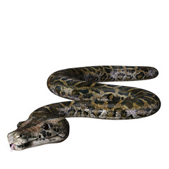 3D rendered illustration of a Burmese python isolated on a transparent background 