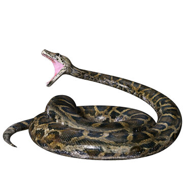 3D rendered illustration of a Burmese python isolated on a transparent background 