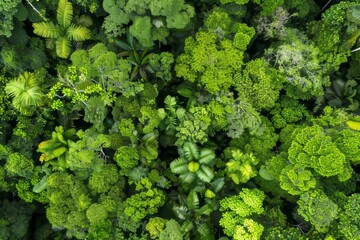 Naklejka premium Aerial view of dense forests absorbing co2 to achieve carbon neutrality and net zero emissions