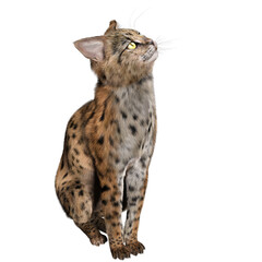 Naklejka premium 3D rendered illustration of a Savannah cat isolated on a transparent background 