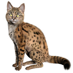 Naklejka premium 3D rendered illustration of a Savannah cat isolated on a transparent background 