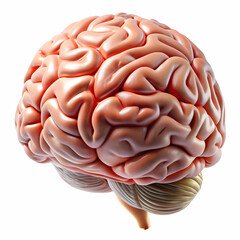 brains side on a white background