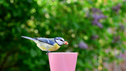 Blue tit bird (Cyanistes caeruleus) holding peanut in beak perched on pink flower pot. Shallow depth of field bokeh background. © The World Traveller
