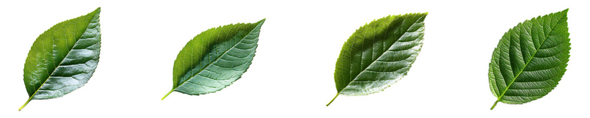Obraz premium Set, collection of a green leaf with a shadow cast on it isolated on transparent background.