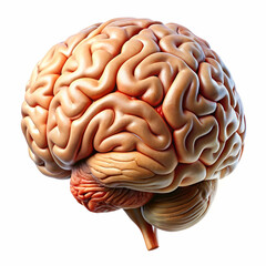 brains side on a white background