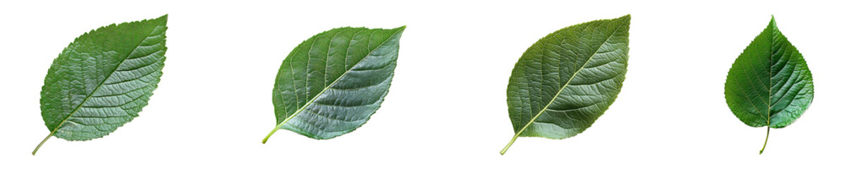 Obraz premium Set, collection of a leaf with a green backdrop isolated on transparent background.