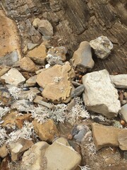 Ocean debris on rocky beach