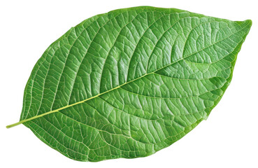 Obraz premium PNG 1 solid green leaf plant.
