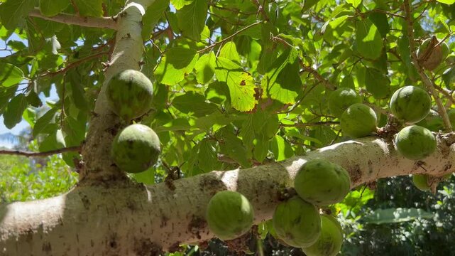 Higos del &aacute;rbol ficus sycomorus de Madagascar