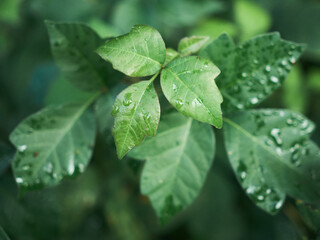 Micro shot of poison ivy with rain