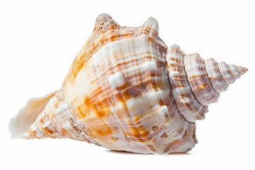 Fototapeta premium Photo of trapezium horse conch isolated on white background Marine life Shell