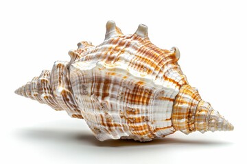 Obraz premium Photo of Trapezium Horse Conch Striped Fox Conch shell isolated on white background Sea Shells Underwater life