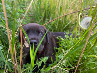 Great Dane Puppy
